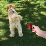 Ein kleiner, zotteliger Hund läuft über eine Wiese an einer ausziehbaren Hundeleine, die fast ganz ausgezogen ist.