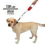 Ein grosser, heller Hund ist mit einer ausziehbaren Hundeleine gesichert, die eine Zugkraft von bis zu 59 kg aushält.