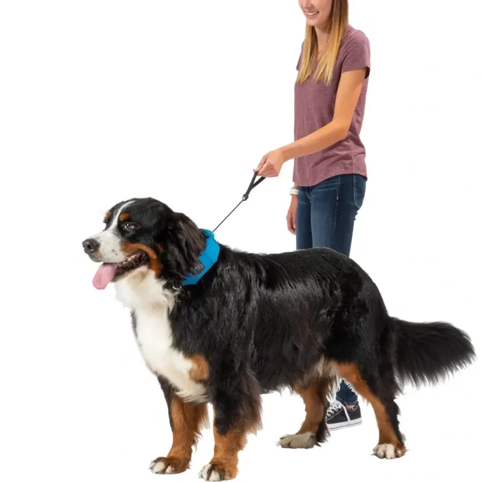 Ein grosser Hund trägt ein auffälliges Hundehalsband mit integrierter Leine, die direkt am Halsband befestigt ist und von der Halterin locker geführt wird.