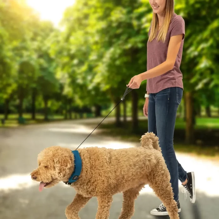 Ein mittelgrosser, lockiger Hund wird im Park an einem Hundehalsband mit integrierter Leine geführt – die Leine ist dezent im Halsband verstaut.