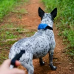 Ein schwarz-weiss gefleckter Hund wird auf einem Waldweg mit einem Hundehalsband mit integrierter Leine geführt – die Leine ist direkt am Halsband befestigt und wird gerade gehalten.
