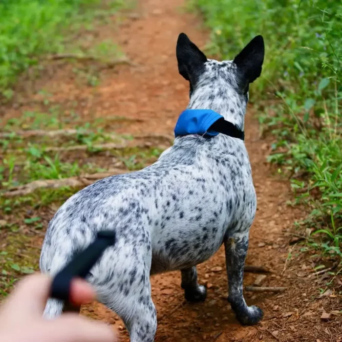 Ein schwarz-weiss gefleckter Hund wird auf einem Waldweg mit einem Hundehalsband mit integrierter Leine geführt – die Leine ist direkt am Halsband befestigt und wird gerade gehalten.