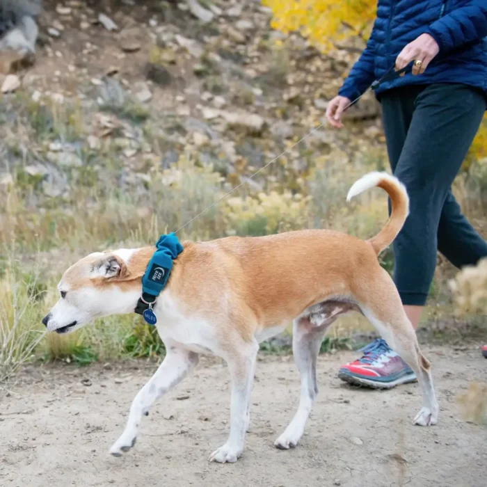 Ein braun-weisser Hund wird beim Spaziergang an einem Hundehalsband mit integrierter Leine geführt – die Leine ist fast vollständig ausgezogen.