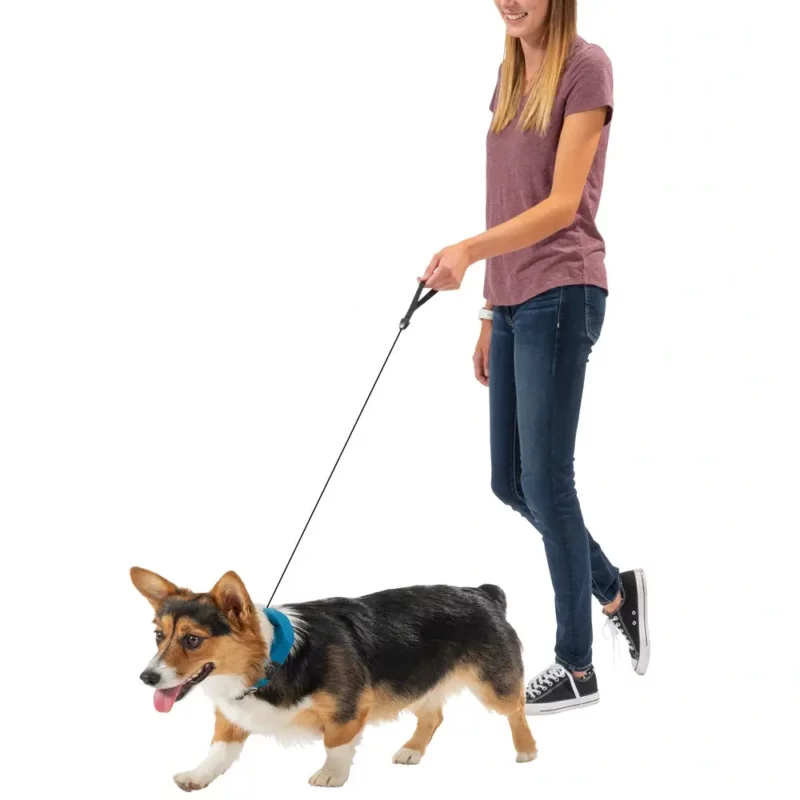 Eine Frau führt einen kleinen, kurzbeinigen Hund mit einem Hundehalsband mit integrierter Leine auf weissem Hintergrund spazieren.