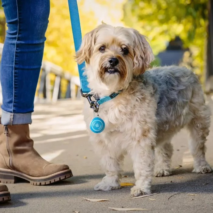 Ein kleiner Hund trägt an seinem Halsband eine blaue Hunde Tracker Halterung, befestigt an einer passenden Leine.