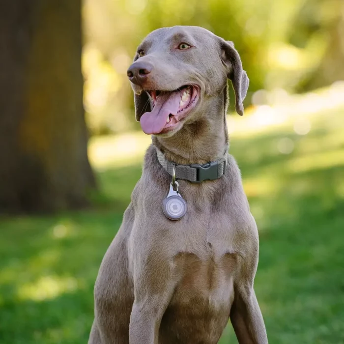 Ein brauner Hund mit Halsband, an dem eine silberne Hunde Tracker Halterung mit einem runden Tracker befestigt ist.