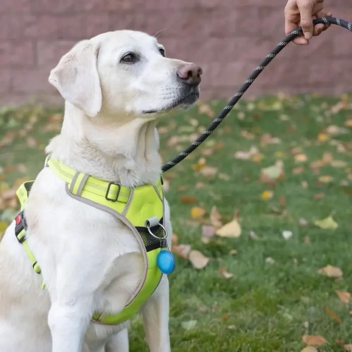 Ein Labrador trägt ein leuchtend gelbes Geschirr mit befestigter Hunde Tracker Halterung, während er an einer schwarzen Leine gehalten wird.